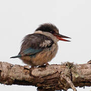 Striped Kingfisher