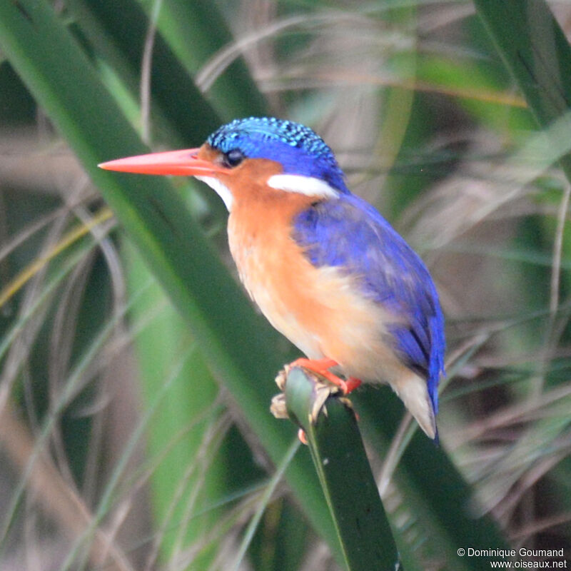 Malachite Kingfisheradult