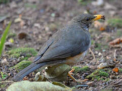 African Thrush