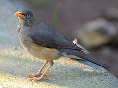 African Thrush