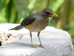 African Thrush