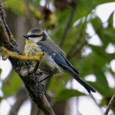 Mésange bleue