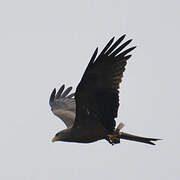 Yellow-billed Kite