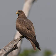 Yellow-billed Kite