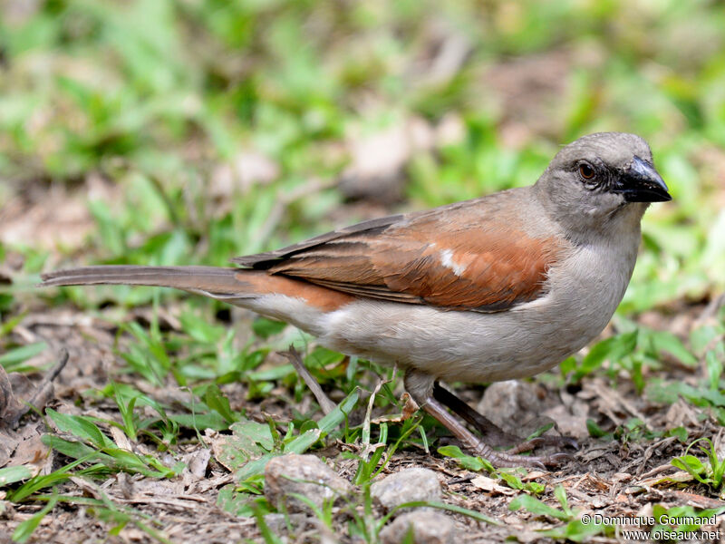 Moineau grisadulte