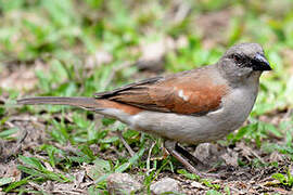 Northern Grey-headed Sparrow