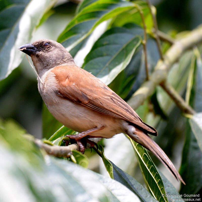 Moineau grisadulte