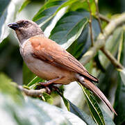 Northern Grey-headed Sparrow