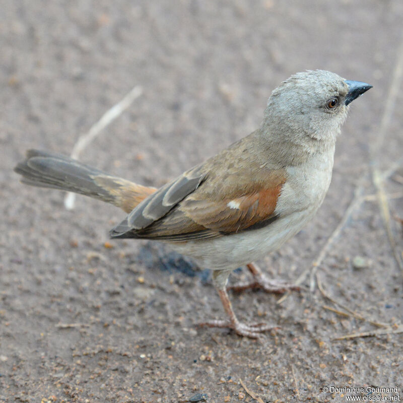 Northern Grey-headed Sparrowadult