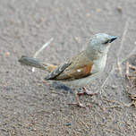 Moineau gris