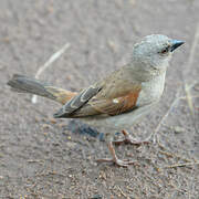 Moineau gris