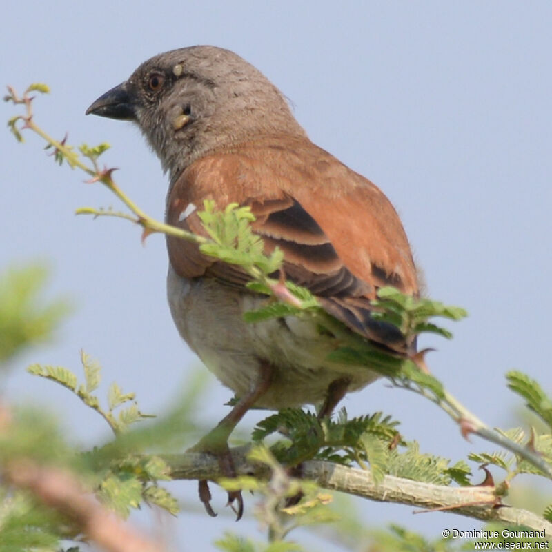 Moineau grisadulte