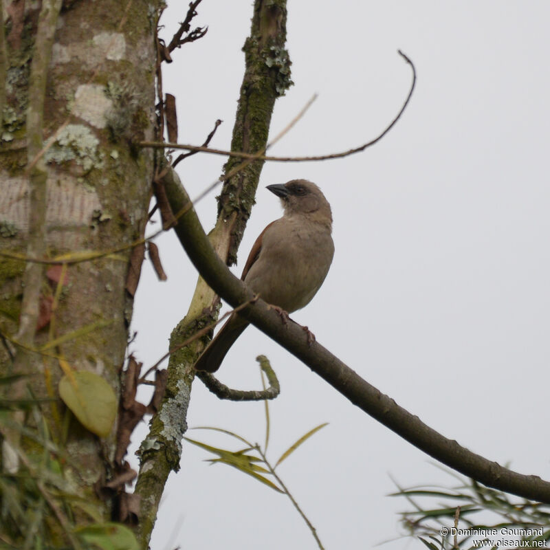 Moineau grisadulte, identification