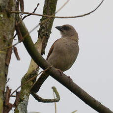 Moineau gris