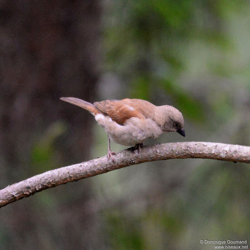 Northern Grey-headed Sparrowjuvenile, identification