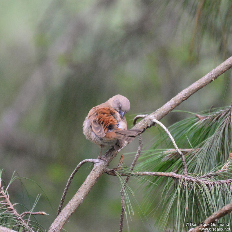 Moineau grisjuvénile, identification