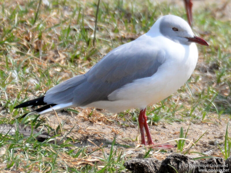 Grey-headed Gulladult