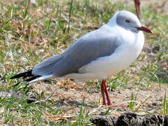 Grey-headed Gull