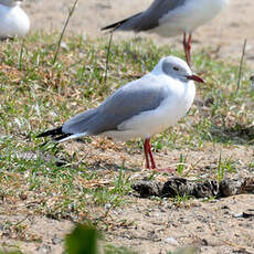 Mouette à tête grise