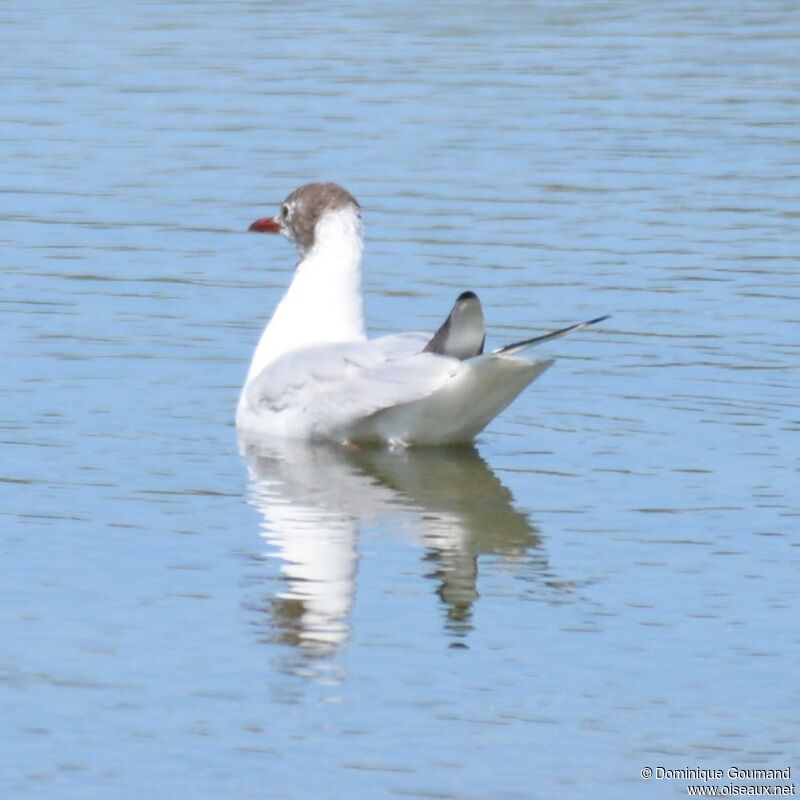 Black-headed Gulladult