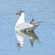 Mouette rieuse