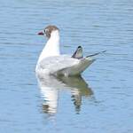 Mouette rieuse