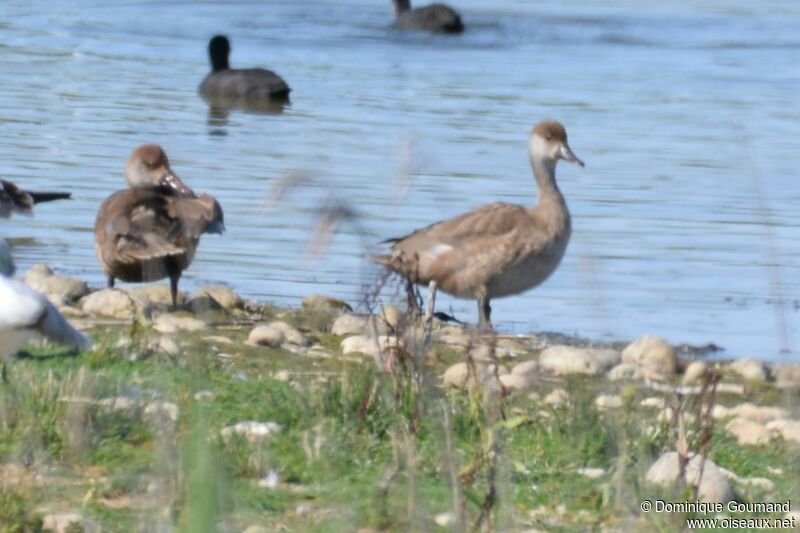 Red-crested Pochard