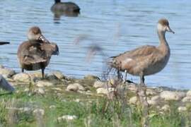 Red-crested Pochard