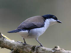 White-breasted Nigrita