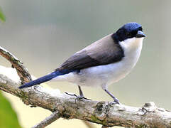 White-breasted Nigrita