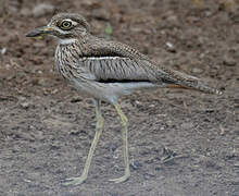 Water Thick-knee