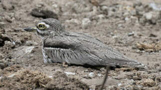 Water Thick-knee