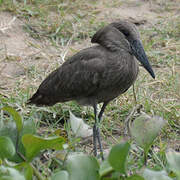 Hamerkop