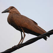 Hamerkop