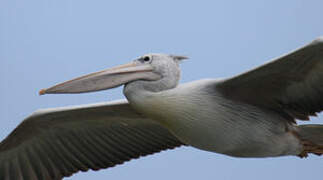 Pink-backed Pelican