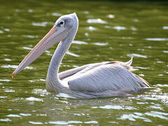 Pink-backed Pelican