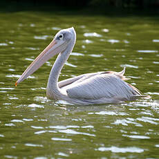 Pélican gris