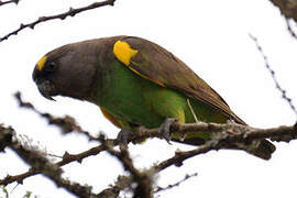 Meyer's Parrot