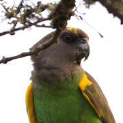 Meyer's Parrot