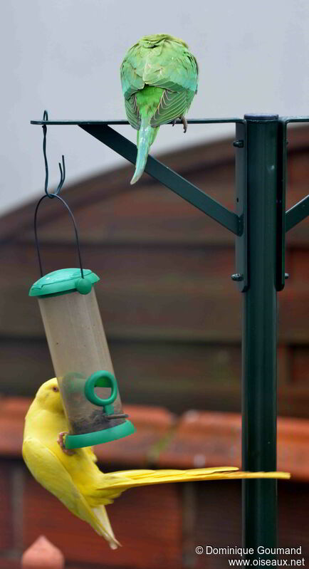 Rose-ringed Parakeetadult