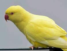 Rose-ringed Parakeet