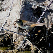 Sedge Warbler