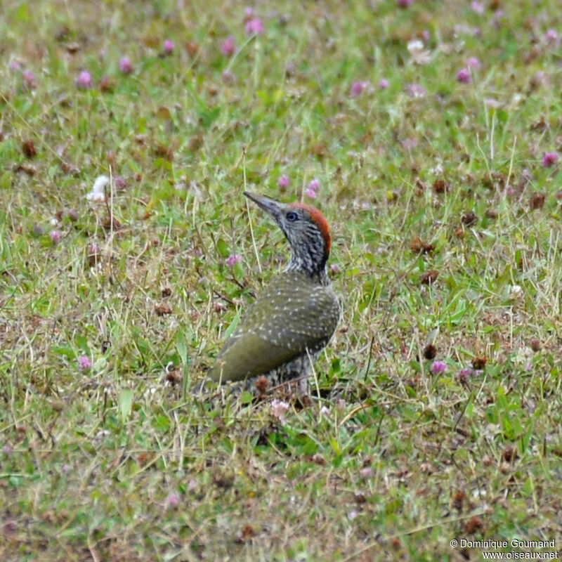 European Green Woodpeckerjuvenile