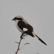 Grey-backed Fiscal