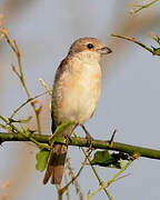 Red-backed Shrike