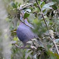 Pigeon de Bolle