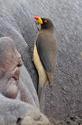 Yellow-billed Oxpecker