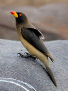 Yellow-billed Oxpecker