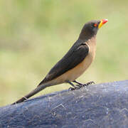 Yellow-billed Oxpecker