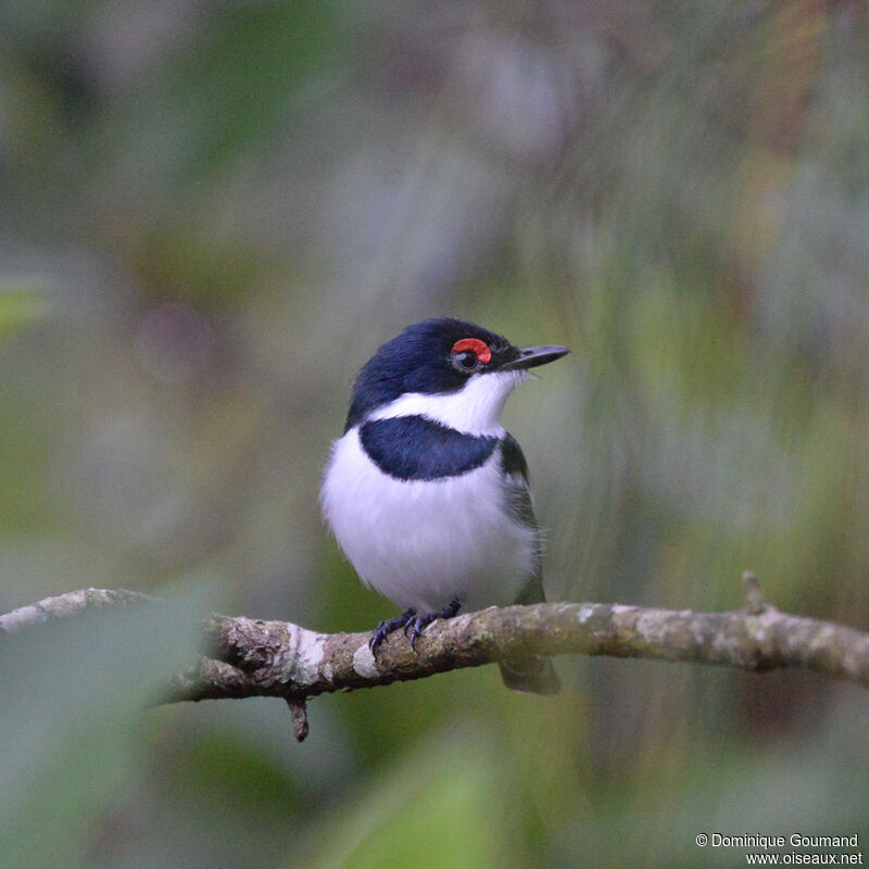 Brown-throated Wattle-eye male adult, identification